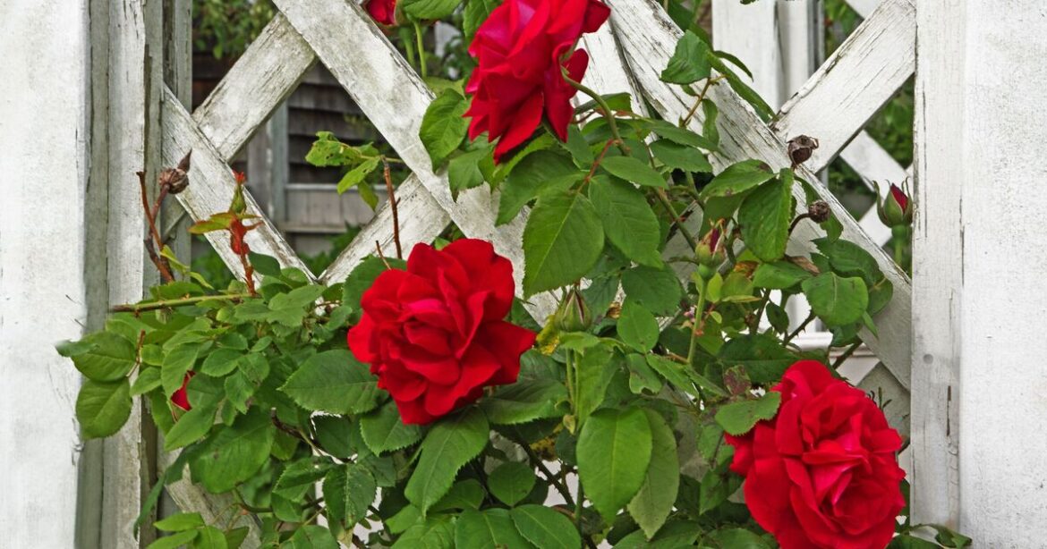 Roses will ‘grow vigorously’ and ‘flower well’ every year if you complete 1 job now