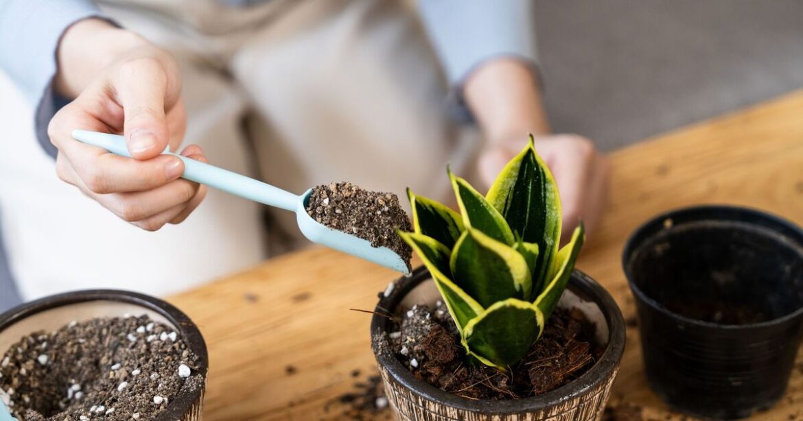 Gardeners urged to stop doing 1 thing to their potted plants