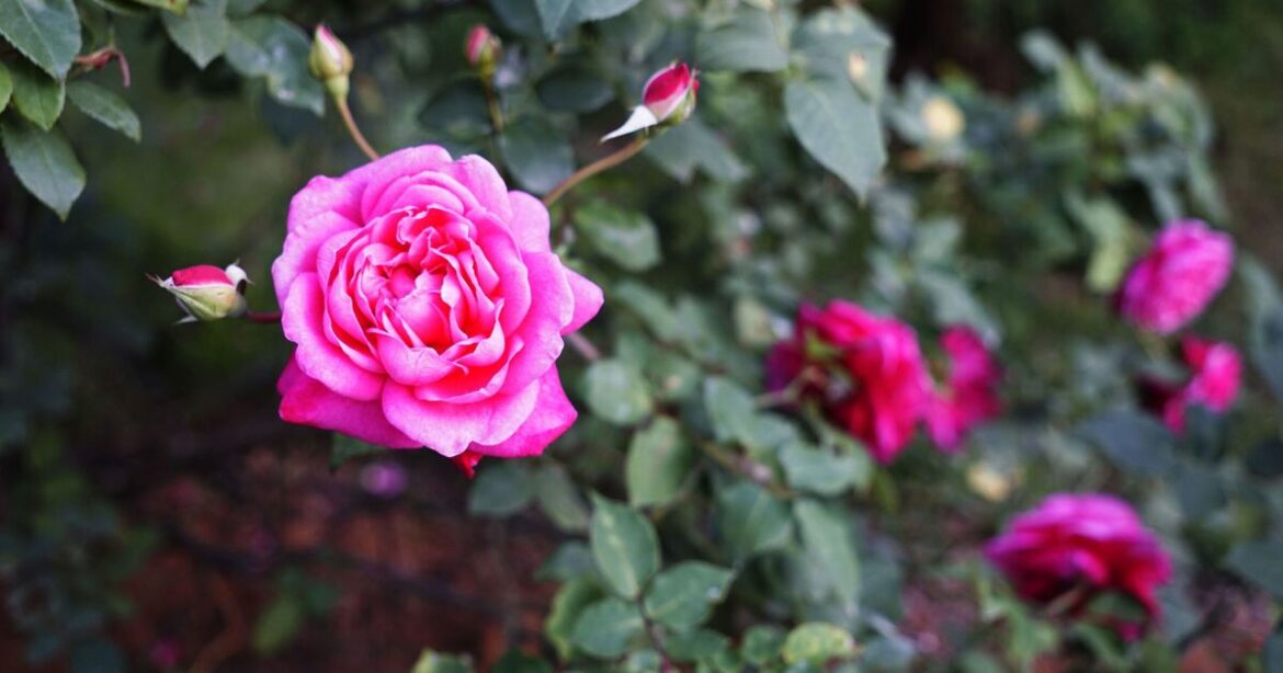 Fast-growing climbing plants gardeners say will climb walls and fences