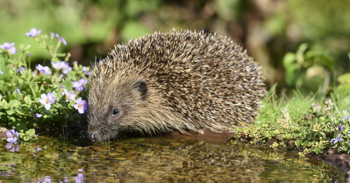 Hedgehogs will return to garden if common item is placed outside