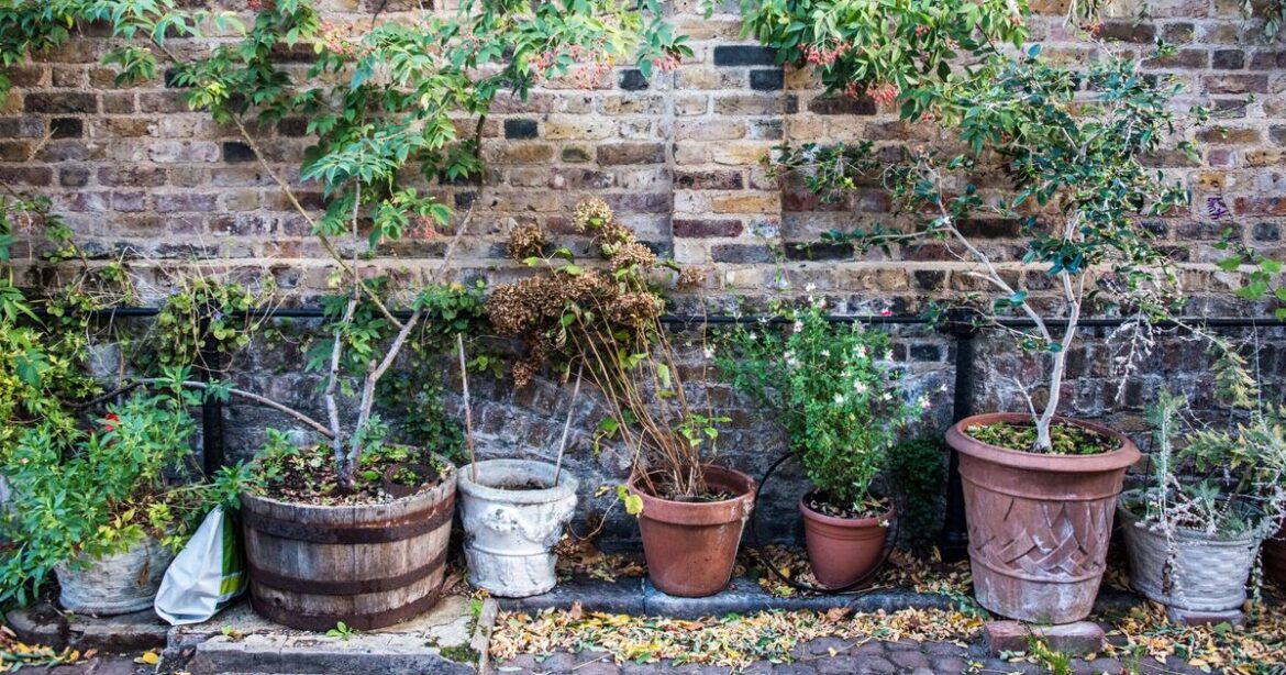 Expert gardener urges anyone with pot plants to make crucial check Expert gardener urges anyone with pot plants to make crucial check