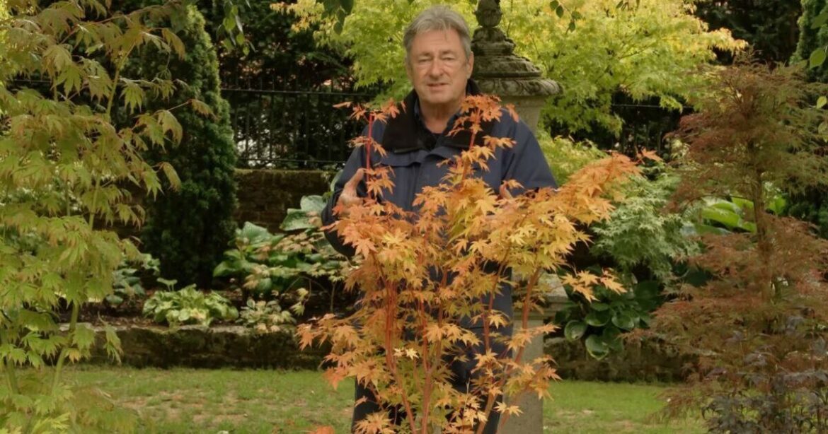 Alan Titchmarsh shares five Japanese maples he loves that’ll improve any garden Alan Titchmarsh shares five Japanese maples he loves that'll improve any garden