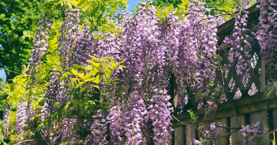 How to encourage wisteria to grow more colourful blooms