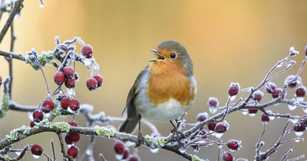 Anyone with robins in garden urged to leave out 41p kitchen staple Anyone with robins in garden urged to leave out 41p kitchen staple