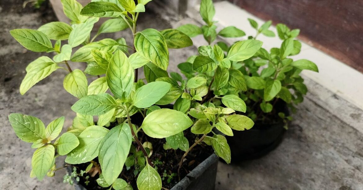 Unlock 'unlimited mint' using easy 55p gardening method