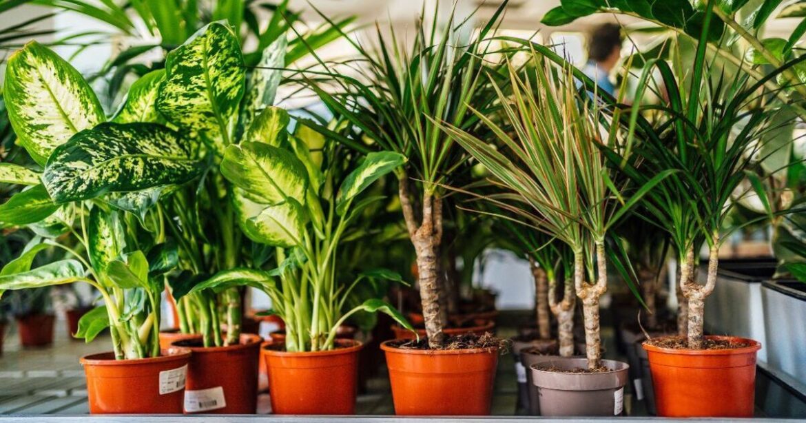 Alan Titchmarsh’s top 7 houseplants including 1 that’s ‘impossible to kill’