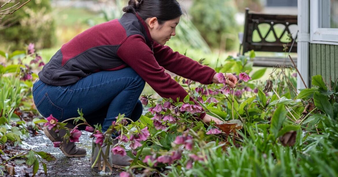Gardener shares ideal winter plant that's beautiful with 'delightful display'