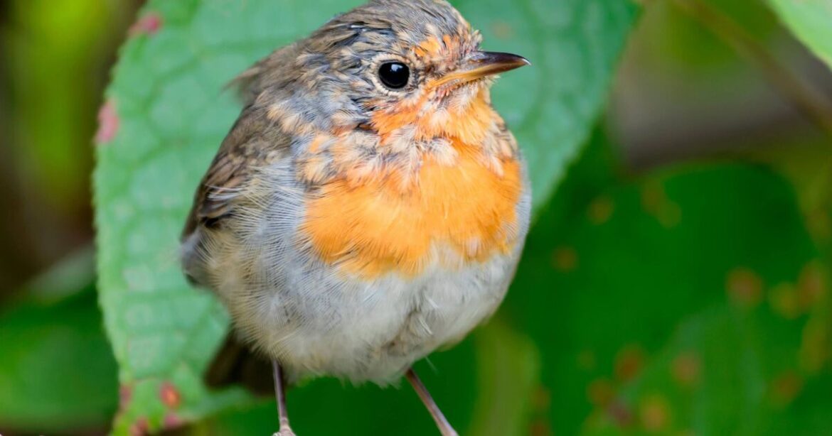 Robins will flock to gardens if you plant 1 shrub Robins will flock to gardens if you plant 1 shrub
