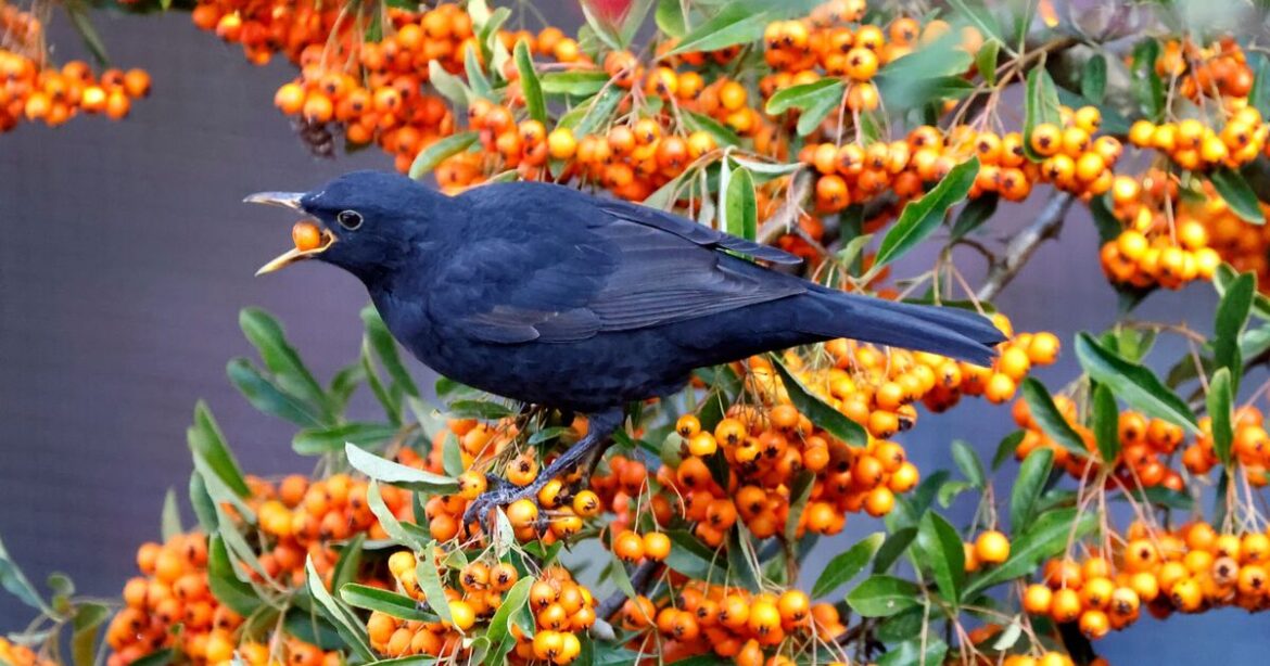 Hard-working garden wonders will set the plot for the coming season