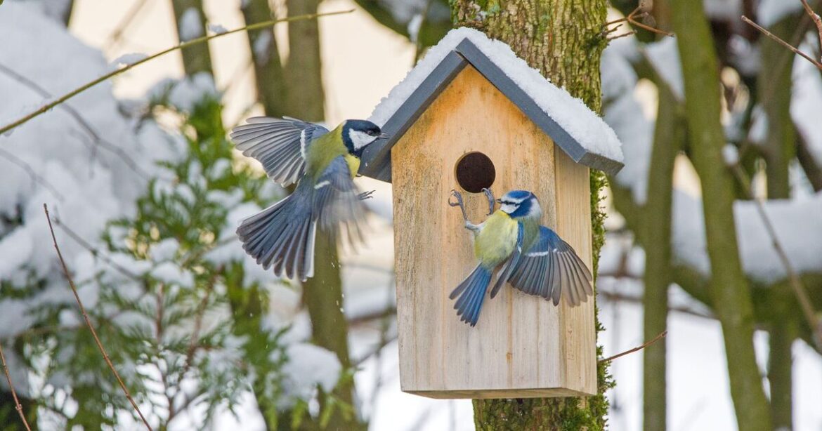 Anyone with nest boxes urged to complete five vital tasks for garden birds this weekend Anyone with nest boxes urged to complete five vital tasks for garden birds this weekend