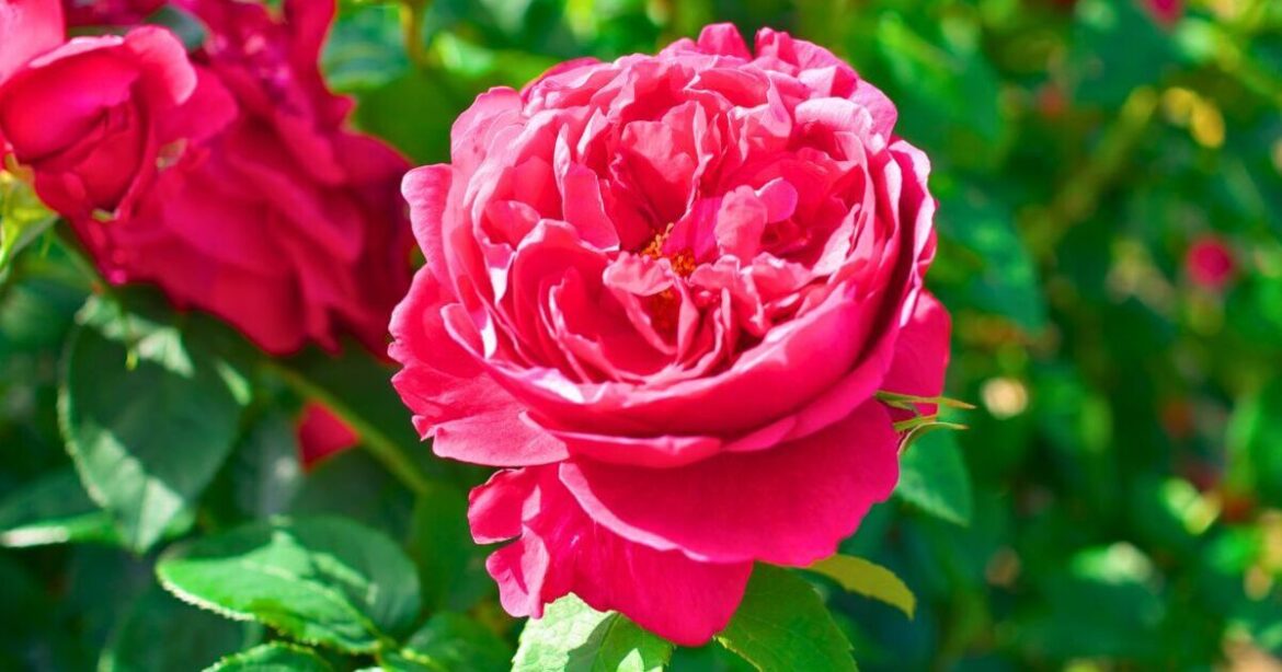 How to protect roses from winter frost and grow more flowers How to protect roses from winter frost and grow more flowers