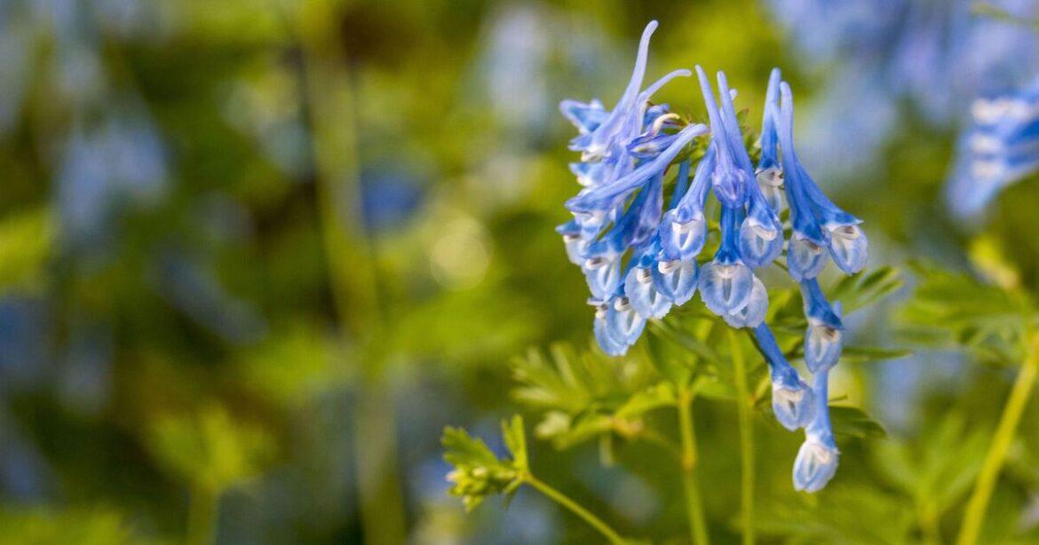 Gardeners’ World presenter says plant these nine plants now to cover up garden gaps Gardeners' World presenter says plant these nine plants now to cover up garden gaps