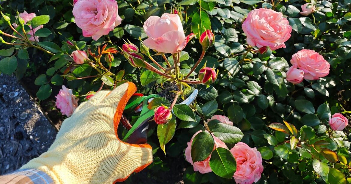 Mary Berry shares ‘most important’ gardening task – expert agrees