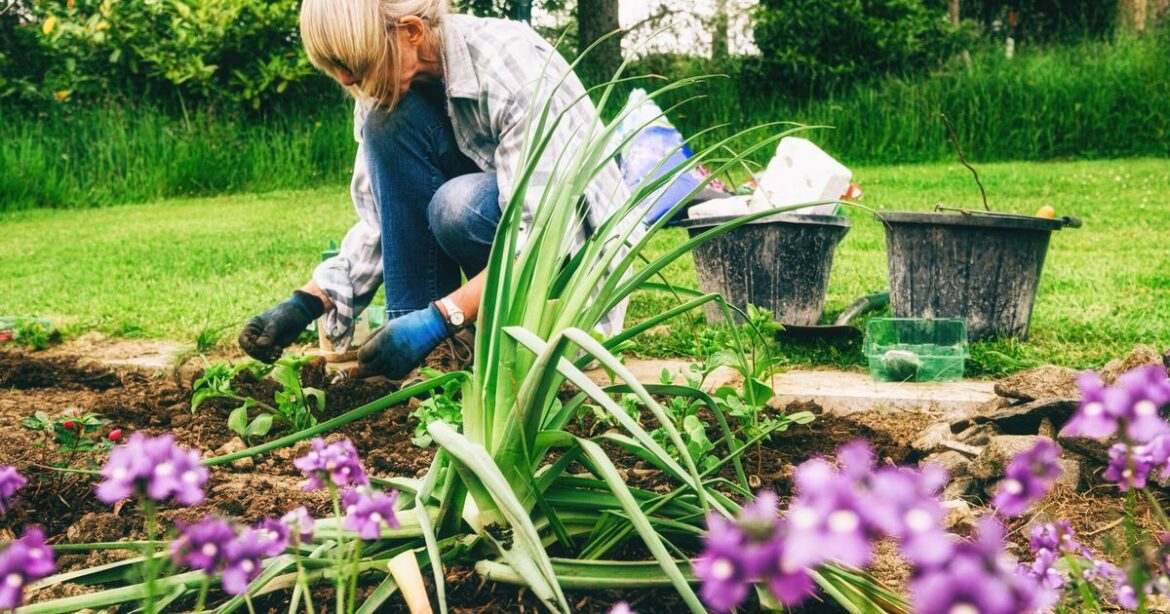 UK household urged to check garden for one flower this month