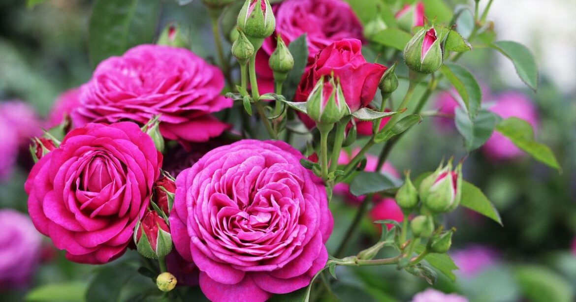 Anyone with garden roses urged to do simple five-minute job before spring Anyone with garden roses urged to do simple five-minute job before spring