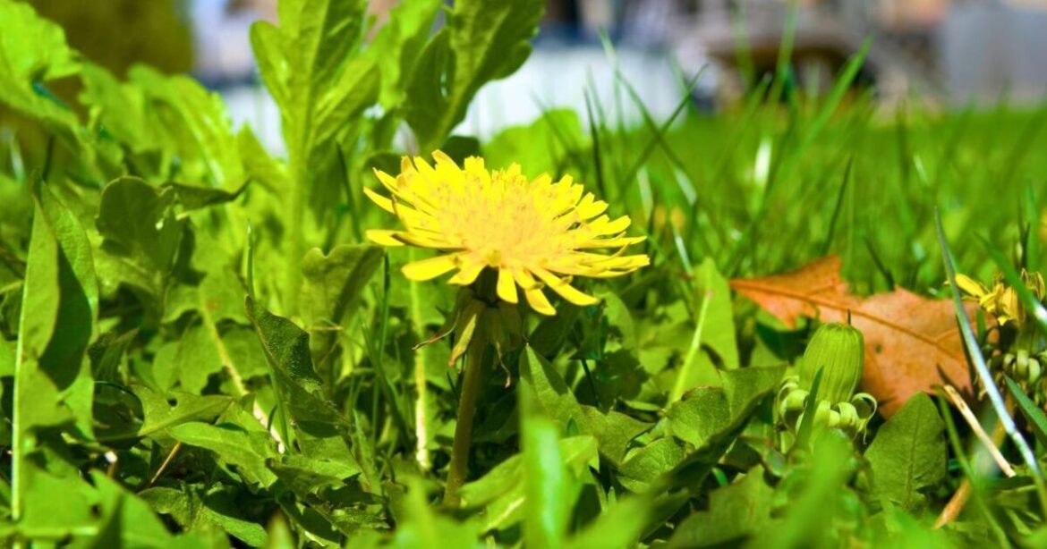 Weeds never grow on lawns if use a organic item better than salt or vinegar Weeds never grow on lawns if use a organic item better than salt or vinegar