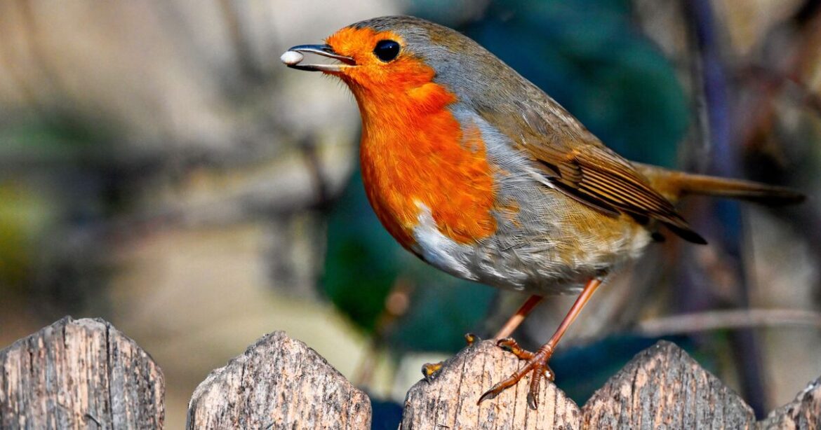 UK households warned not to give Robins breadcrumbs UK households warned not to give Robins breadcrumbs