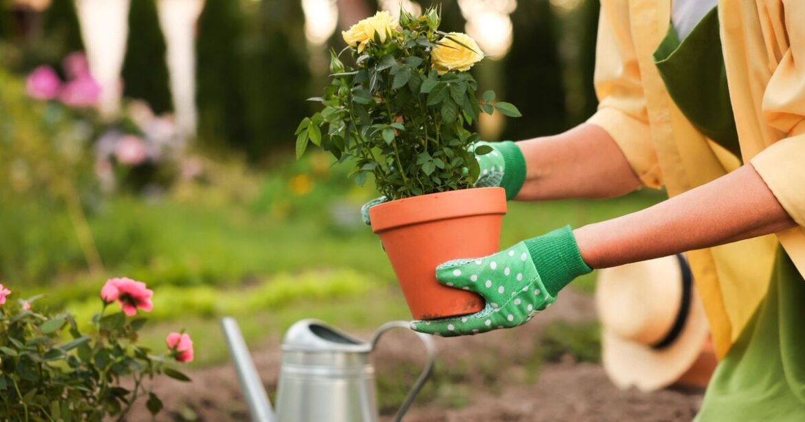 Gardeners urged to avoid February mistake or flowers will ‘struggle’ Gardeners urged to avoid February mistake or flowers will 'struggle'
