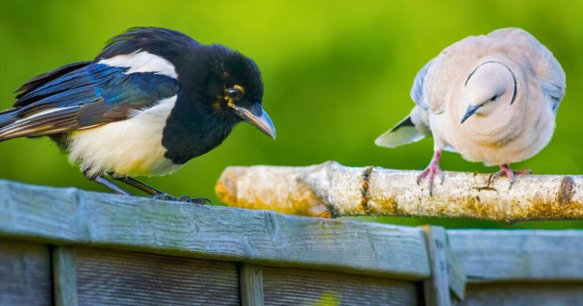 Magpies and pigeons will stop bullying birds out of gardens if do 1 morning task Magpies and pigeons will stop bullying birds out of gardens if do 1 morning task