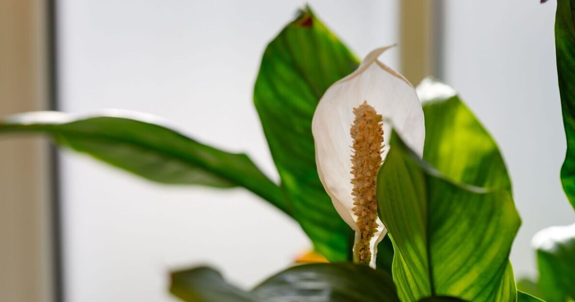 Anyone with peace lilies urged to keep them away from 1 area of their home