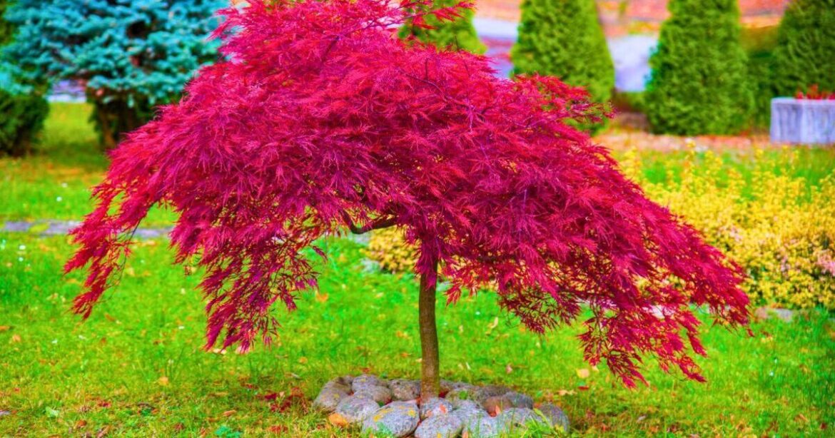 Gardeners should put item in soil this week to protect Japanese maples