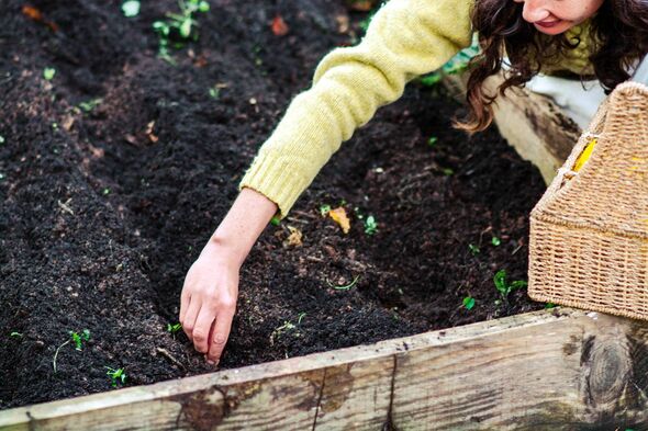 Gardener planting seeds in fertile soil of a raised garden bed