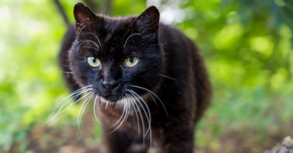 Cats will turn and run away from gardens if 1 natural item is left outside Cats will turn and run away from gardens if 1 natural item is left outside