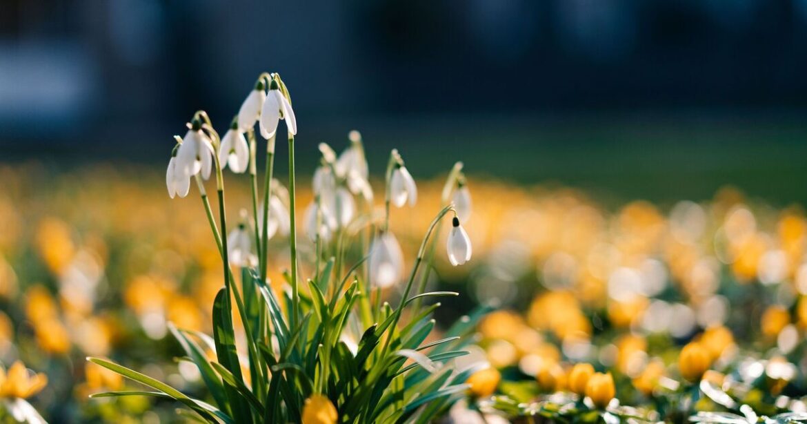 Gardener recommneds gorgeous plant that’s a garden ‘must have’ Gardener recommneds gorgeous plant that's a garden 'must have'