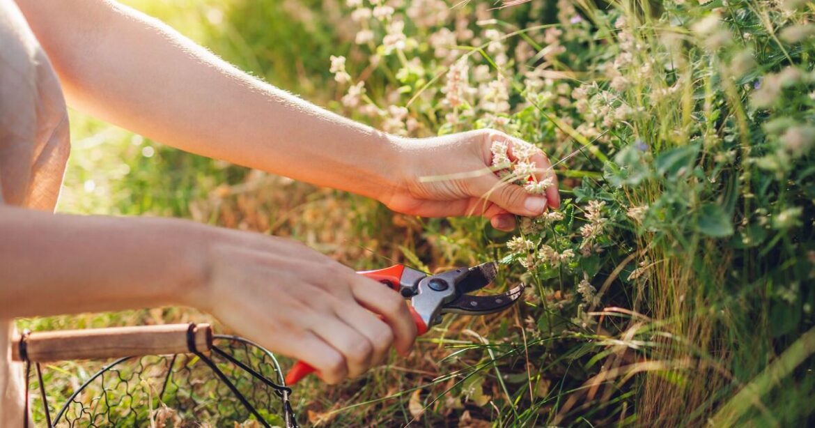 I'm a gardening expert — avoid mistake that sets gardens back a year