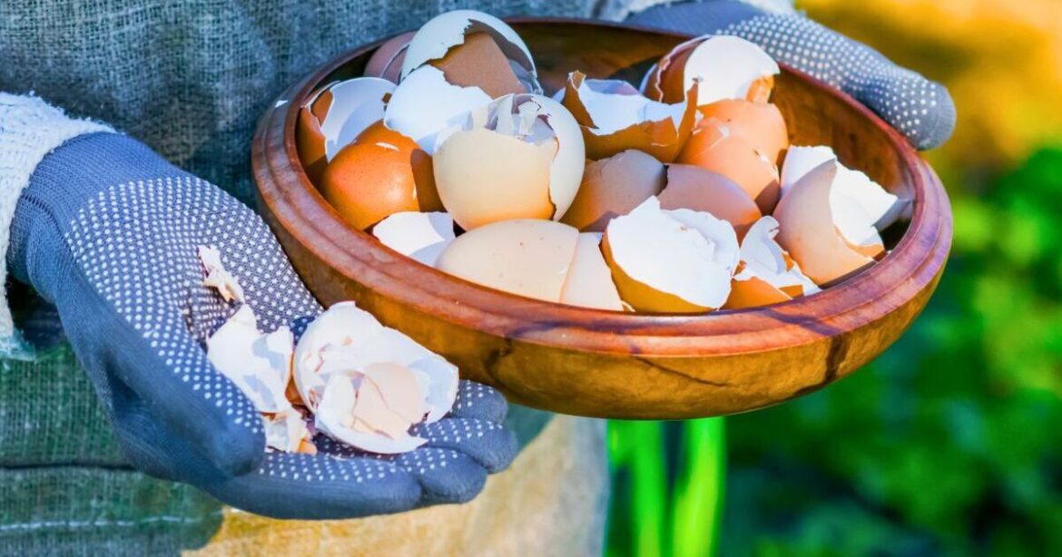 Gardeners urged to put eggshells in gardens before the end of February