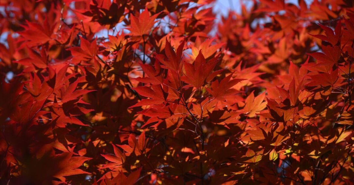 Anyone who has a Japanese maple tree urged to do 1 essential task before spring
