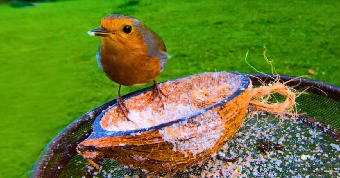 Anyone with a bird feeder should put out a common food item before winter ends Anyone with a bird feeder should put out a common food item before winter ends