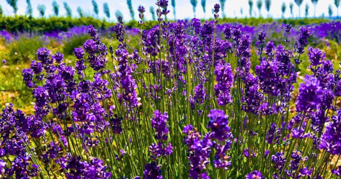 Gardeners need to be careful when checking lavender plants in late February