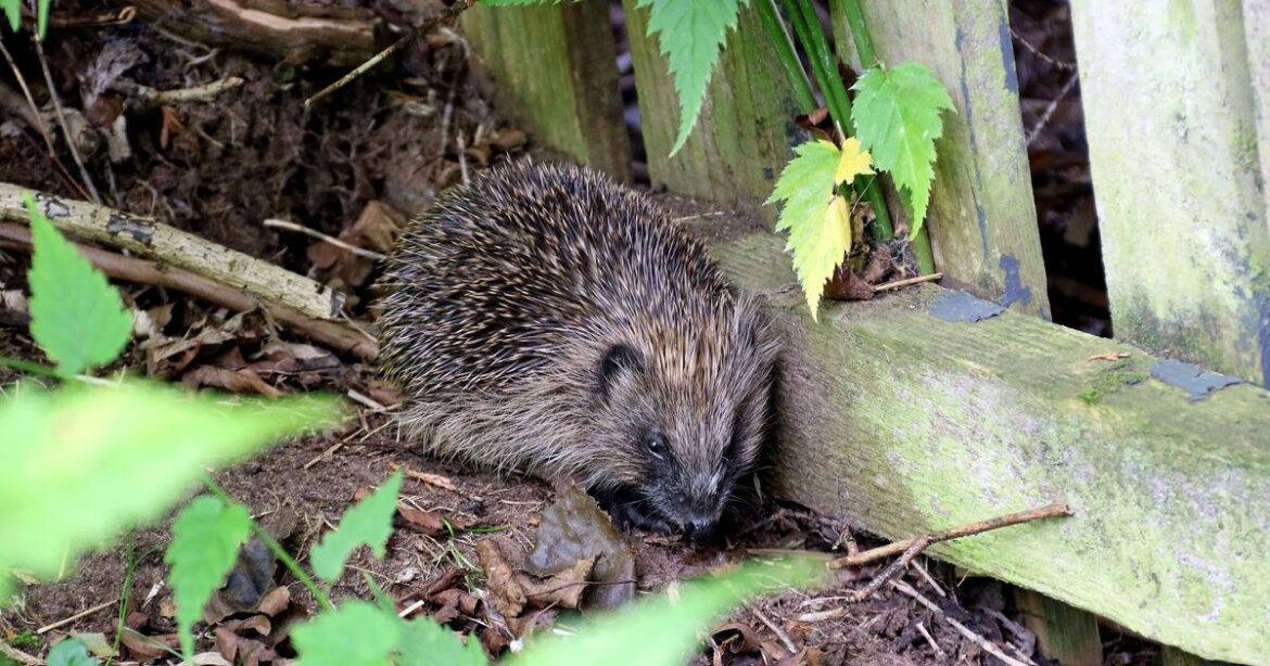 Warning issued to households spotting hedgehogs in garden Warning issued to households spotting hedgehogs in garden