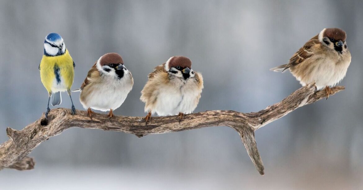 Birds will flock to garden if you place common item outdoors