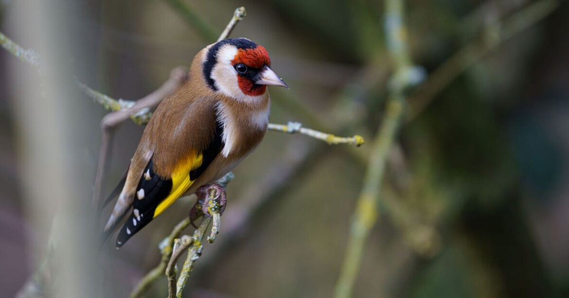 Steps to attract finches, goldfinches, and starlings with bird food