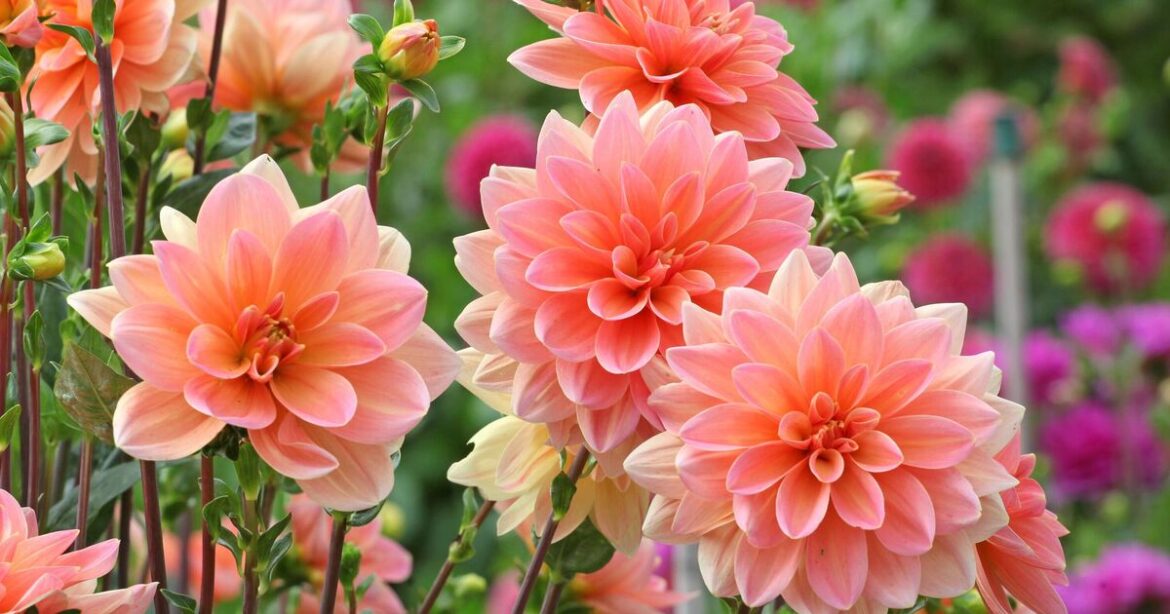 Four must-have flowers for ‘serious colour’ in your garden this spring Four must-have flowers for ‘serious colour’ in your garden this spring
