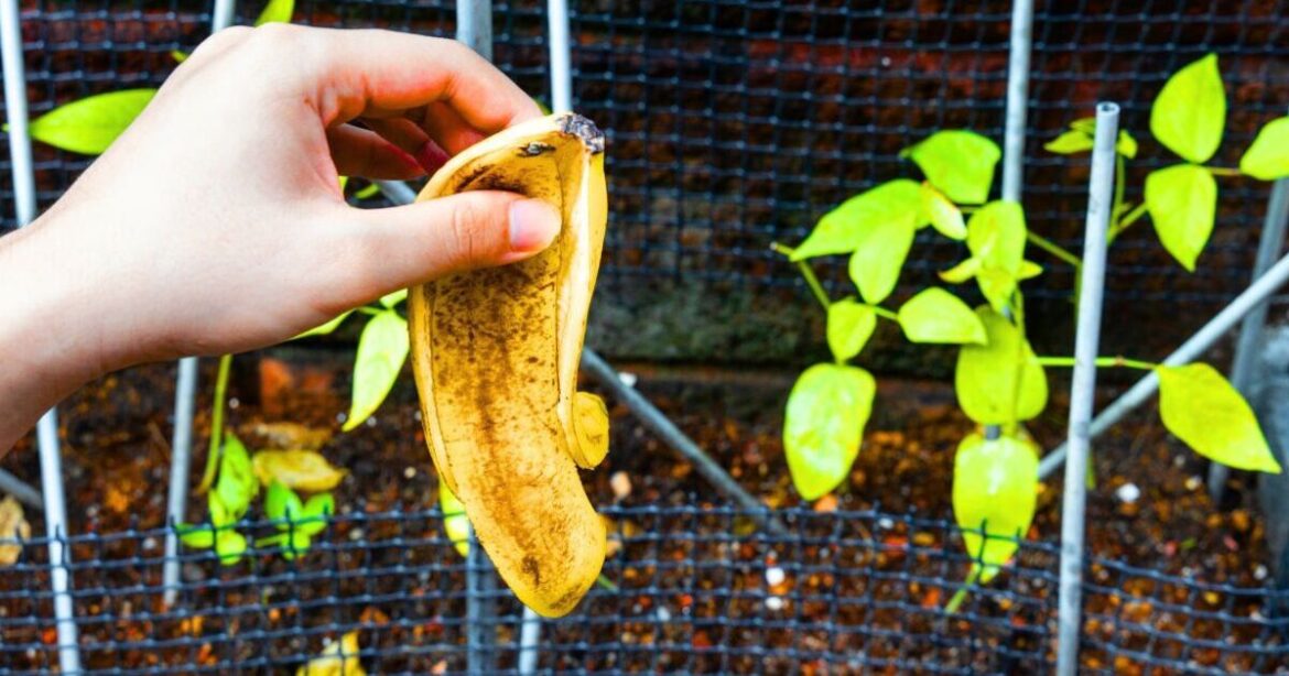 Gardeners urged to place chopped-up banana peels in their garden in spring Gardeners urged to place chopped-up banana peels in their garden in spring