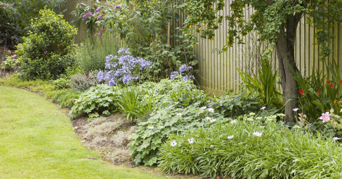 Gardeners urged to sprinkle 1 ingredient in their gardens this weekend