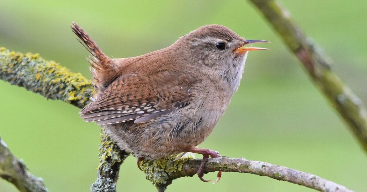 How to attract wrens to gardens this spring