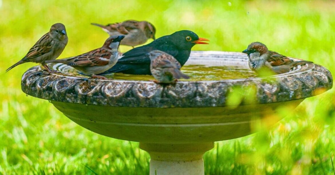 Anyone with a birdbath needs to pour 1 item in it before spring begins