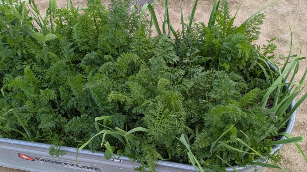 Planting carrots with corn starch and water UPDATE