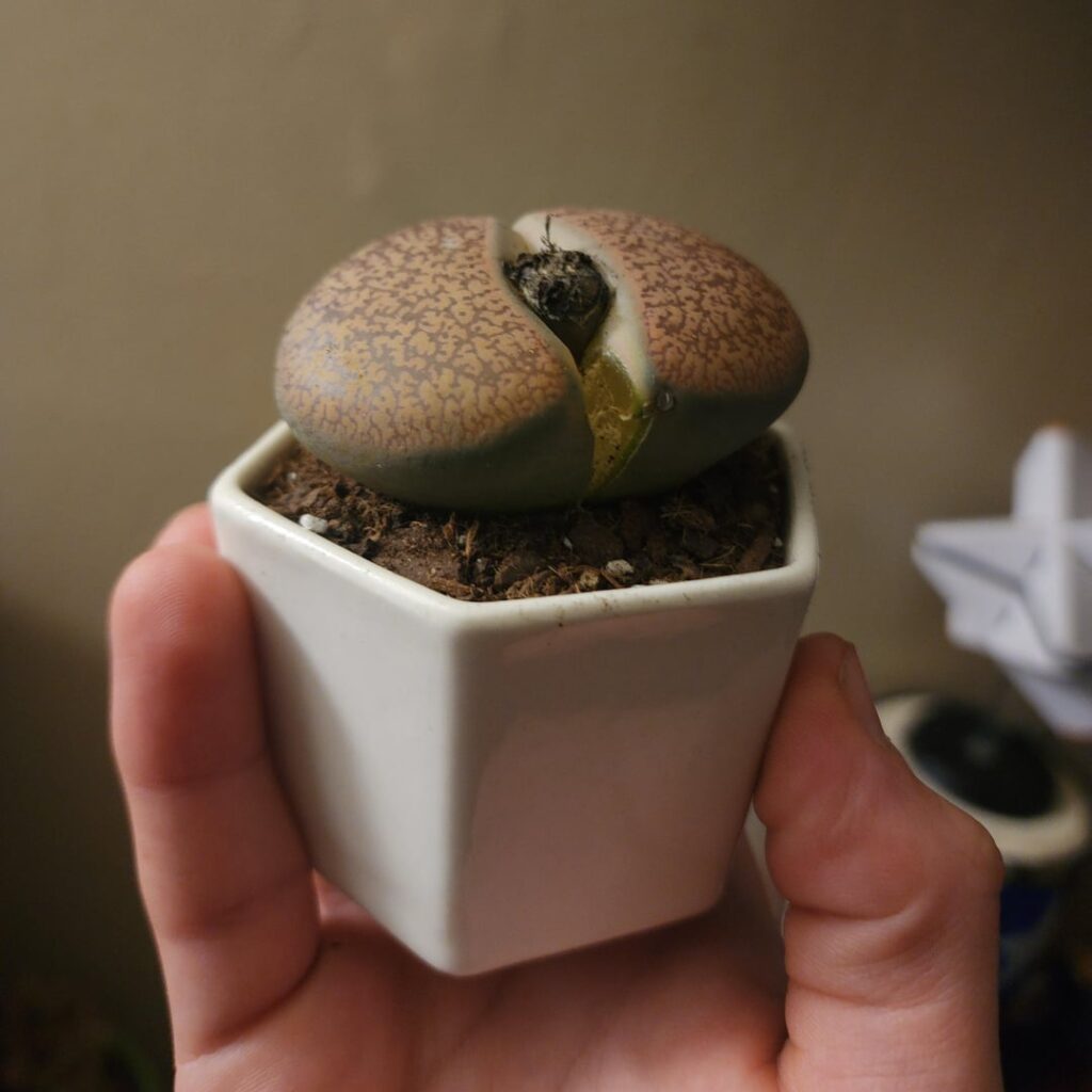 Fat ass Lithop