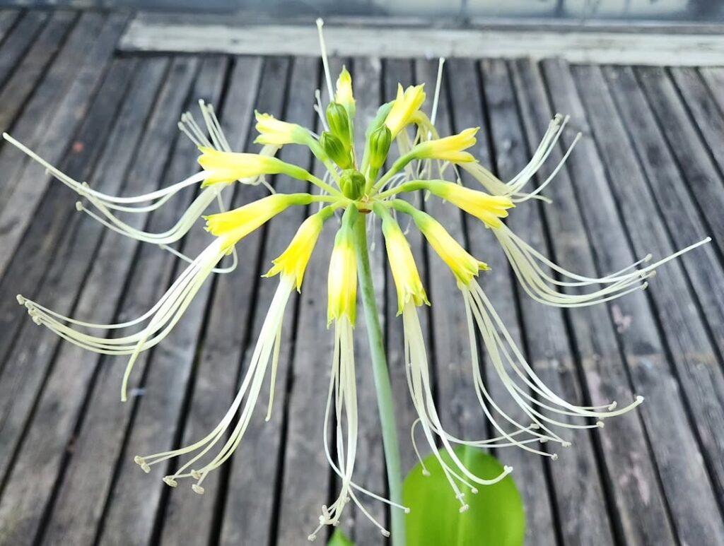 Eucrosia aurantiaca, an impressive amaryllis relative from southern Ecuador