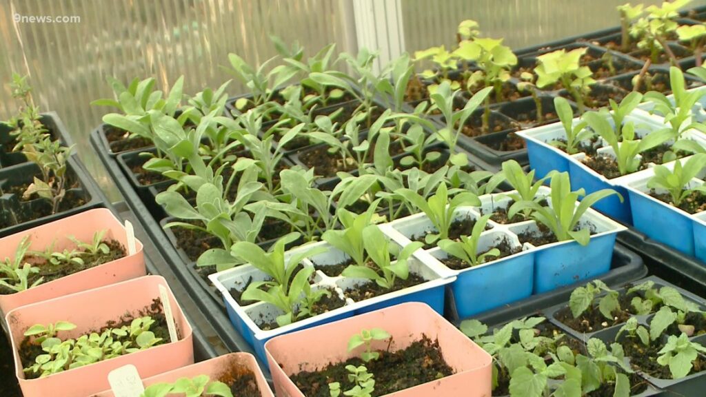 Organize seeds now: Prepare for Denver's spring planting season with these tips