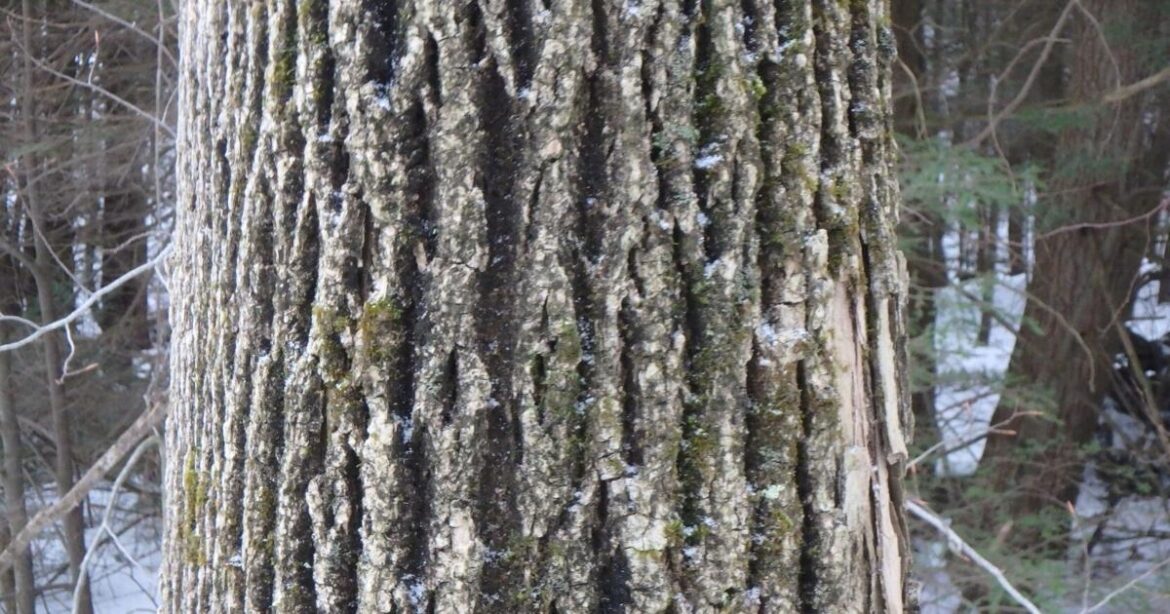 In the Garden: Identifying trees in winter | Weekend Magazine In the Garden: Identifying trees in winter | Weekend Magazine