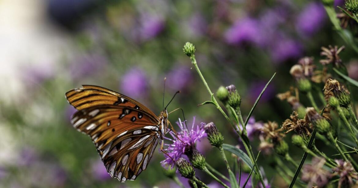 Tulsa Master Gardeners plant sale fundraiser ends March 15