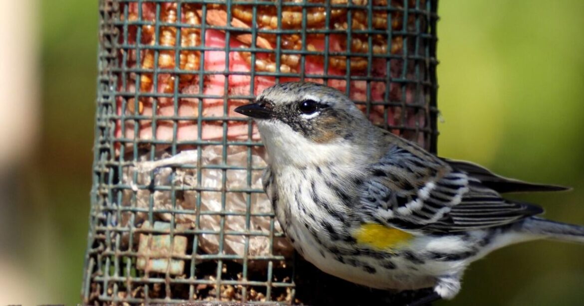 Migrating bird headed for La. Here's how to attract them. | Home/Garden