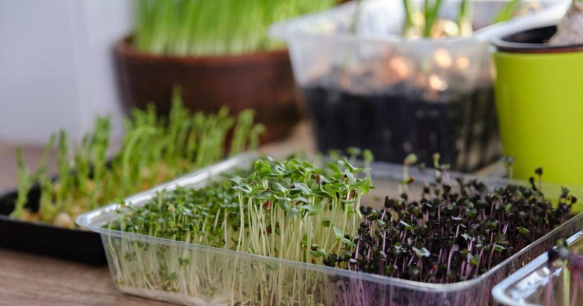 Ask an Expert – February pre-gardening checklist | News Ask an Expert – February pre-gardening checklist | News