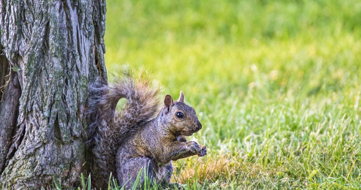 Experts share how to manage rodents, other animals around farms, gardens | News